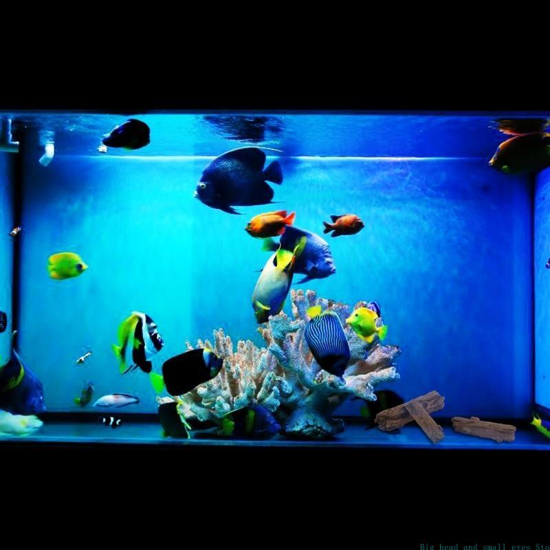 Aquarium Decoration Tree Trunk - Aquarium Moss review and price