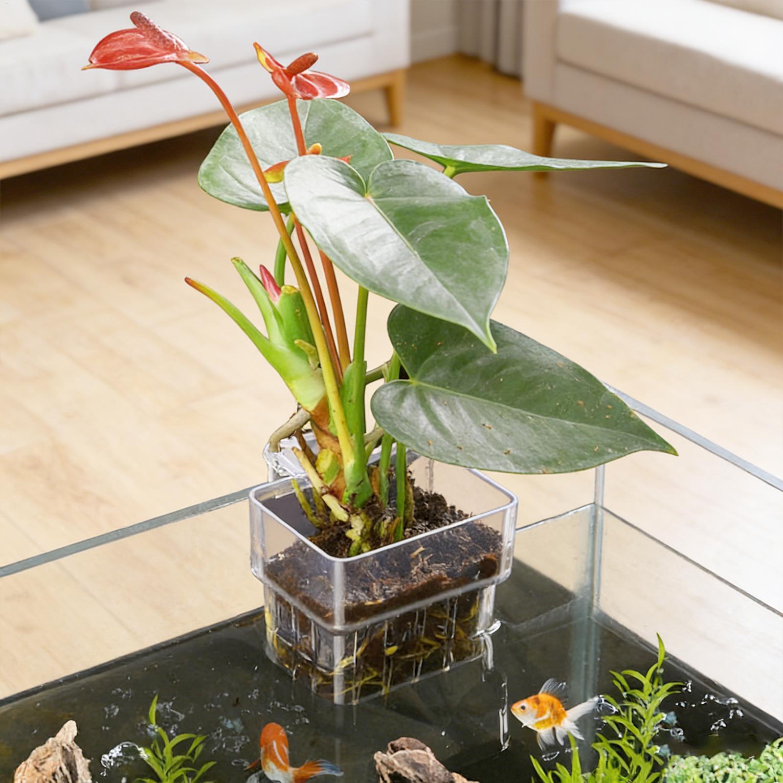 Transparent Hangable Aquarium  - Aquarium Plants Live review and price