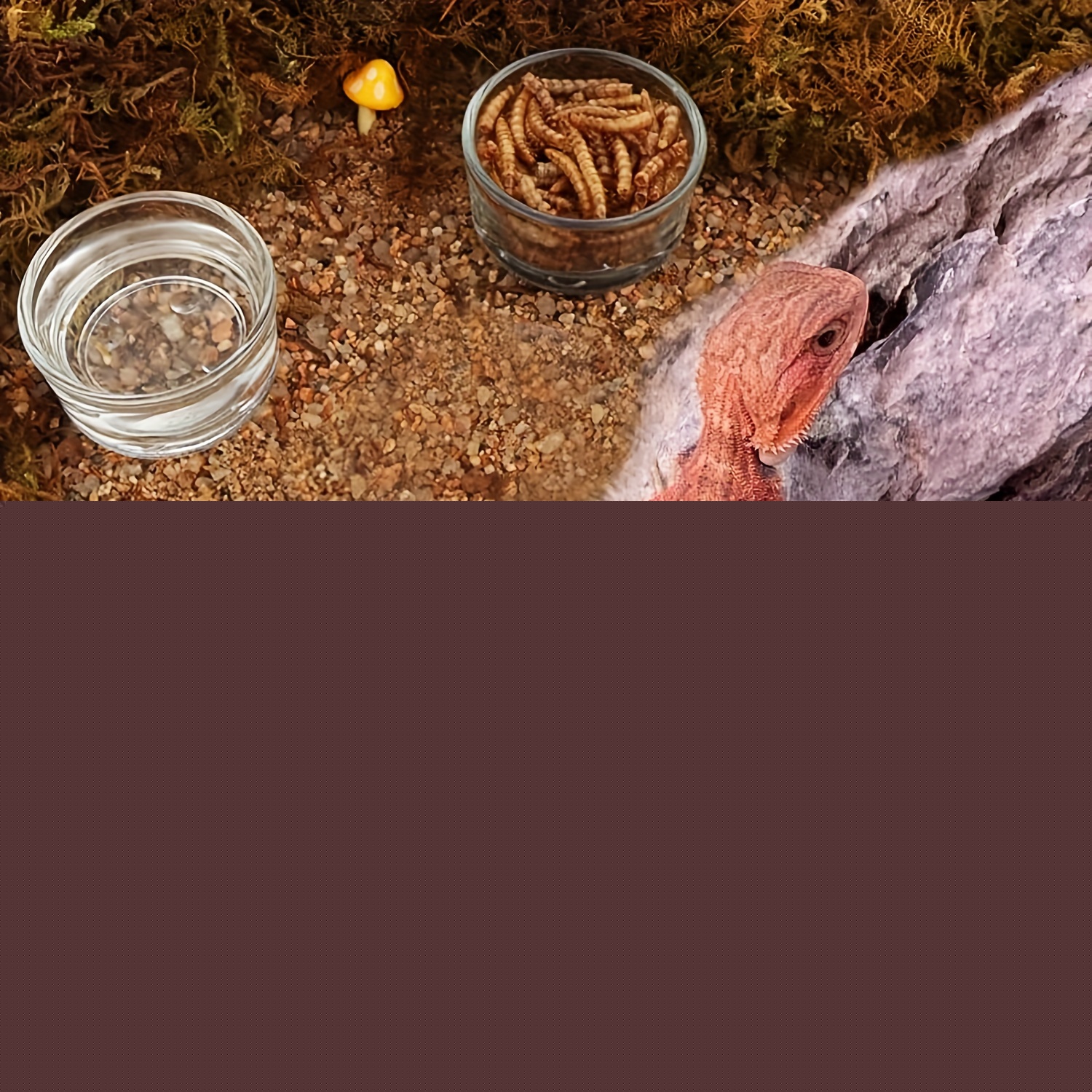 Glass Aquarium Mini Size Shrim - Aquarium Fertilizer review and price