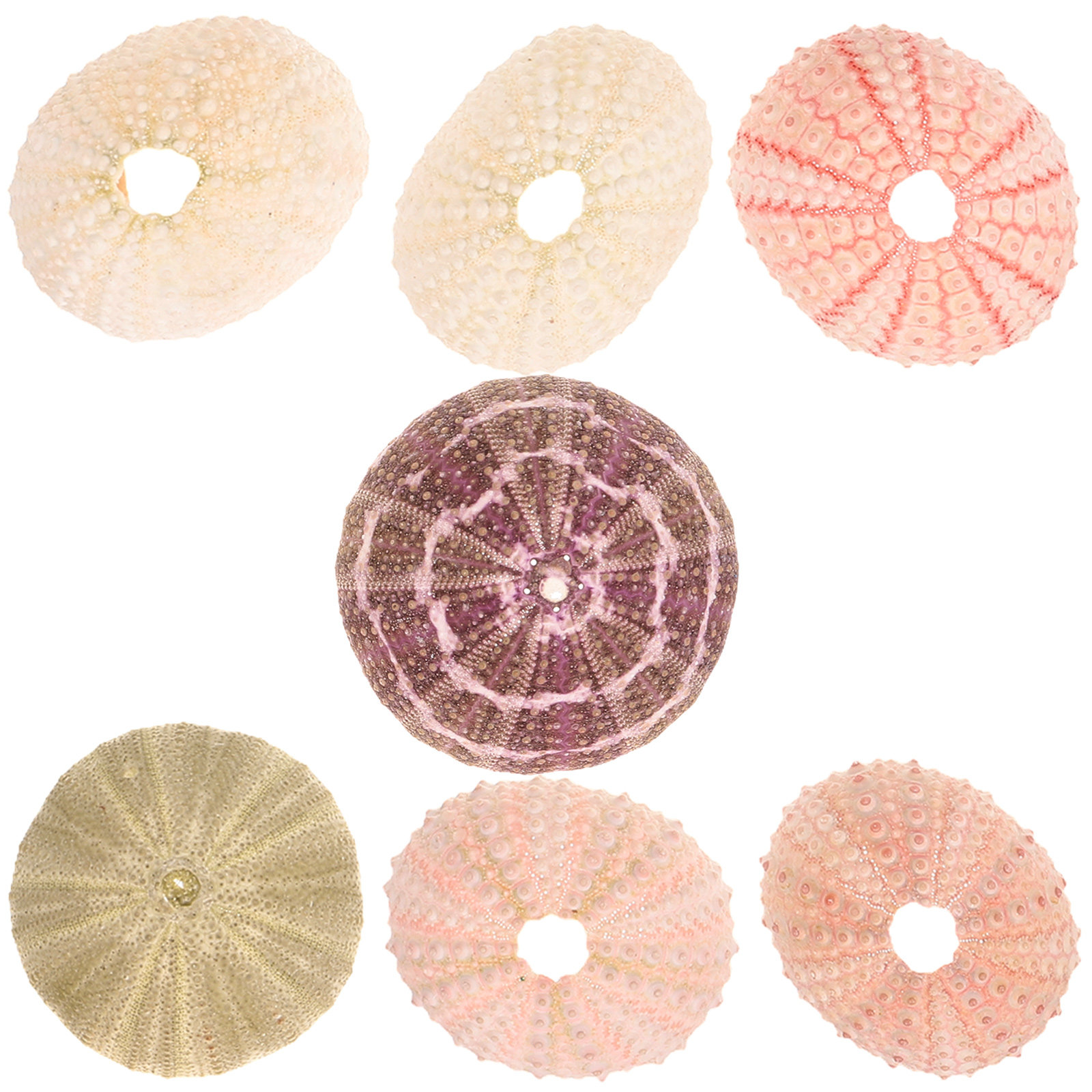 7Pcs Sea Urchins Shells Unique - Aquarium Plant Holder review and price