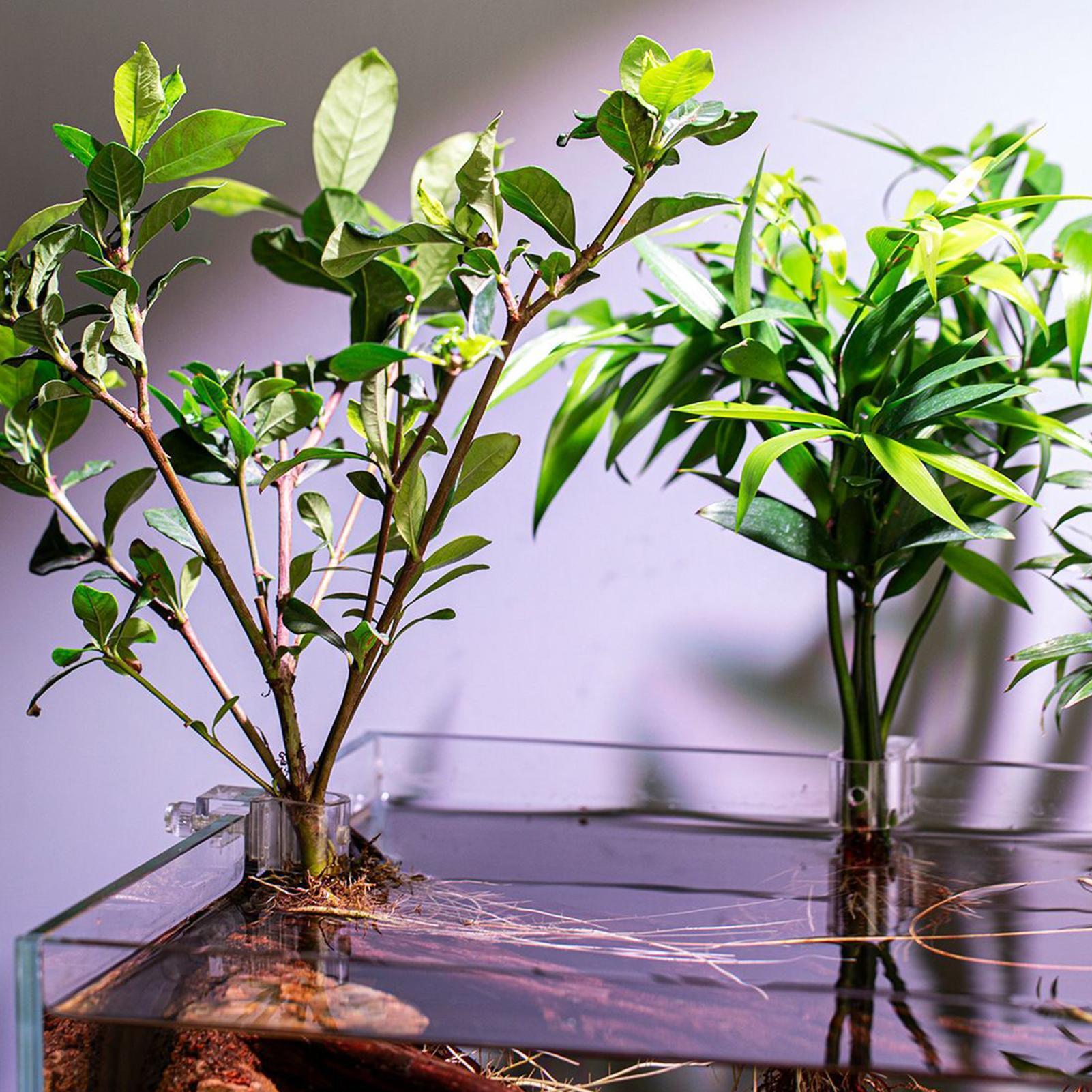 Mini Fish Tank Planter Pot 6Pc - Aquarium Fertilizer review and price