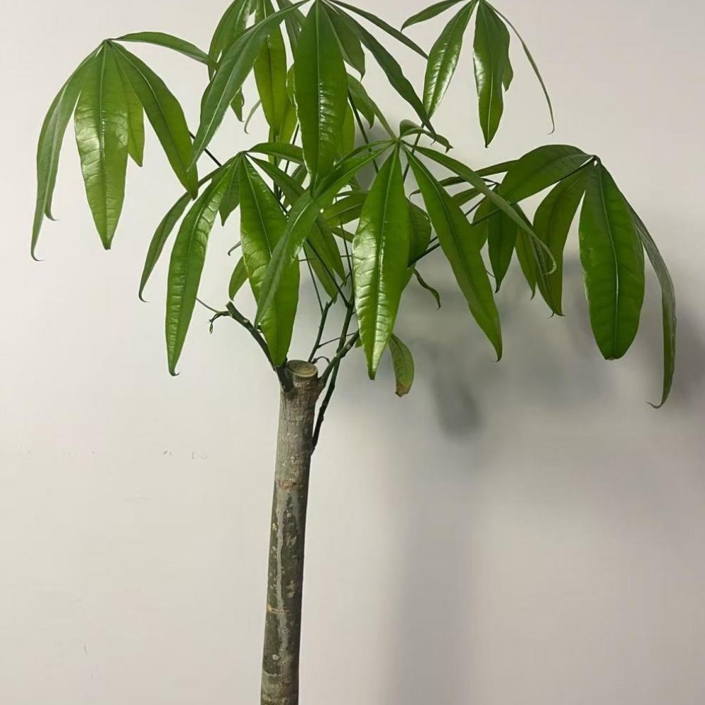 Artificial Driftwood Root Orna - Aquarium Driftwood review and price