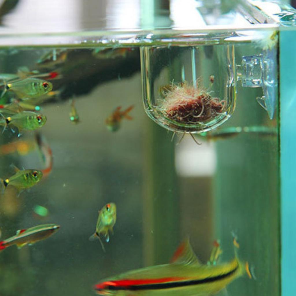 Fish Feeding Basket Glass Aqua - Aquarium Plants Live review and price